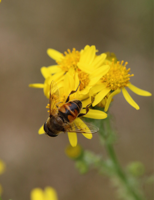 Μελιτανθός